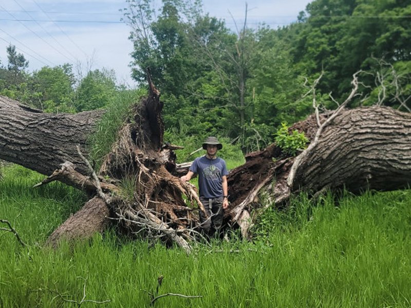 Parker Metcalfe standing between the halves of a large fallen tree